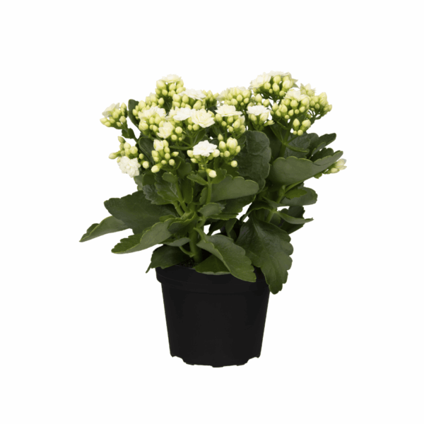 Blossfeldi kalanhoe P14 erinevad