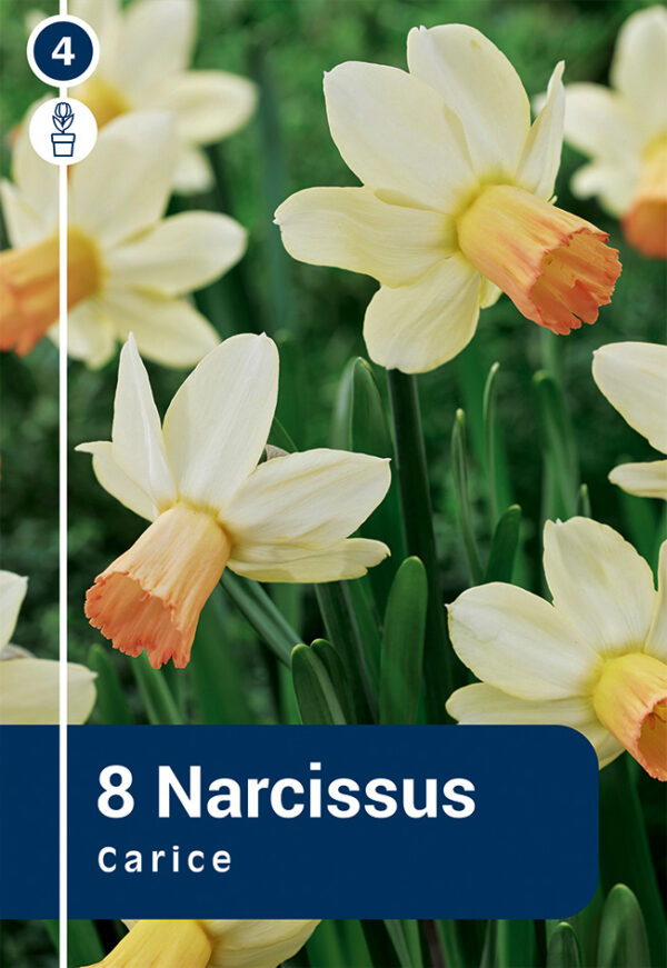 Nartsiss 'Carice' 8tk