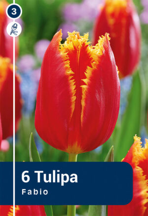 Tulp ‘Fabio’ 6tk