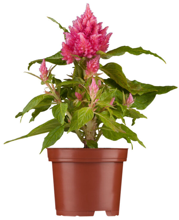 Kõrge mätashari P10,5 erinevad