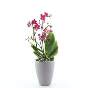 Kuuking ‘Dazzling Chamonix’ P12 3 õievart