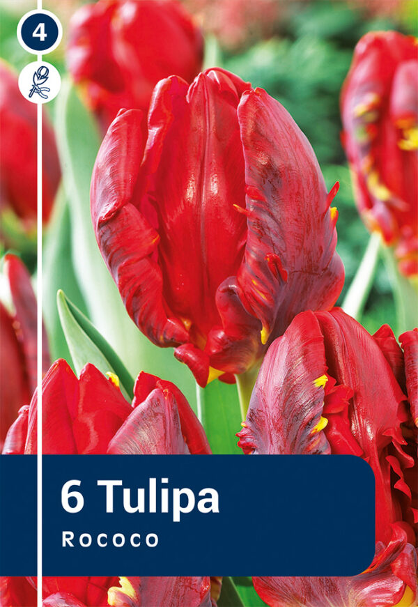 Papagoitulp 'Rococo' 6tk