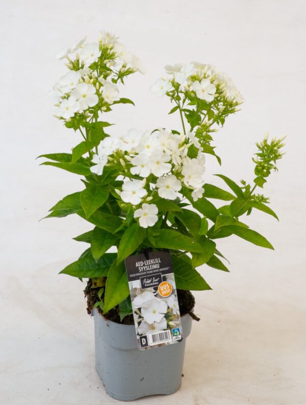 Aed-leeklill 'Flame Pro White' P17 Eestis kasvatatud