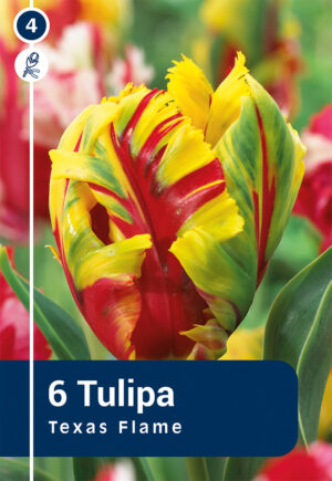 Tulp ‘Texas Flame’ 6tk