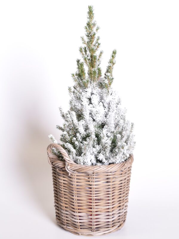 Kanada kuusk 'Conica' P21 70cm lumine