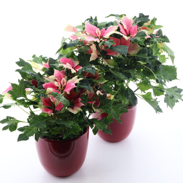 Jõulutäht 'Hovaria' P14 erinevad