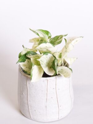 Kuld-nõelköis ‘Happy Leaf’ P12