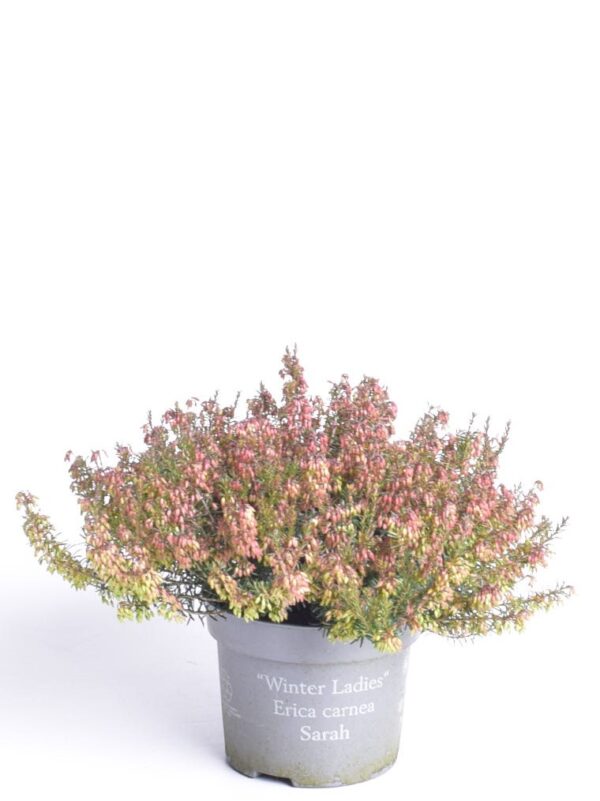Punane eerika 'Winter Ladies Sarah' P13