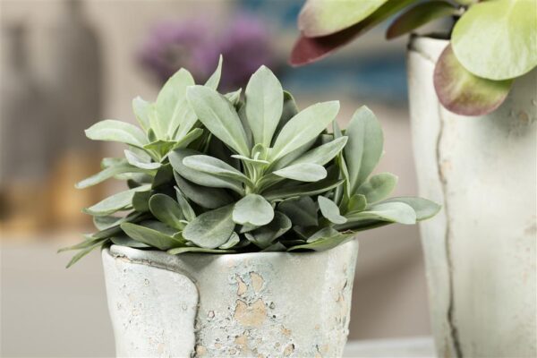 Päine ristirohi 'Mountain Fire' P10,5