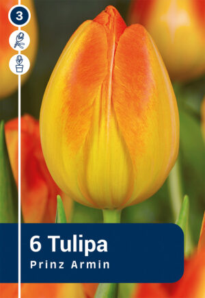 Tulp ‘Prince Armin’ 6tk
