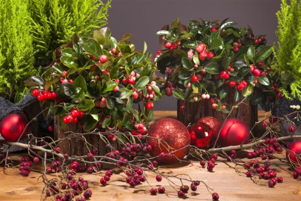 Lamav talihali P10/P11