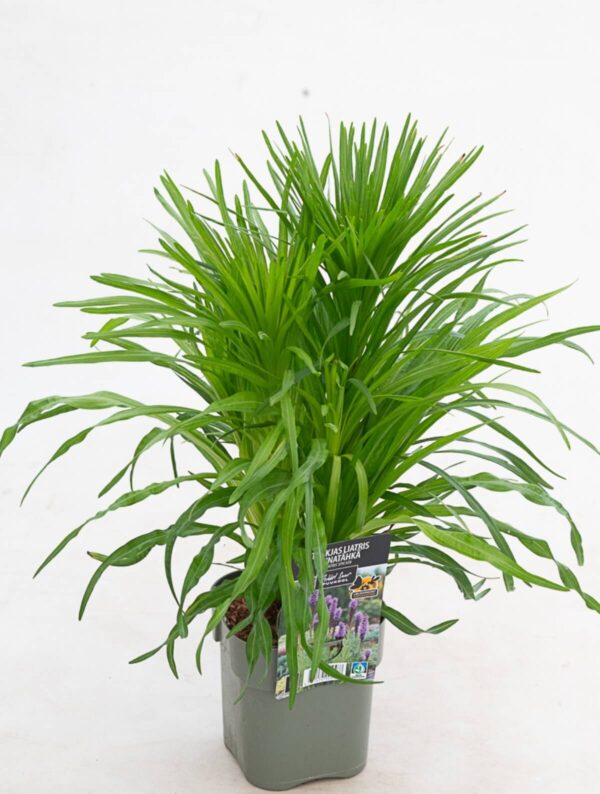 Tähkjas liatris P14 Eestis kasvatatud