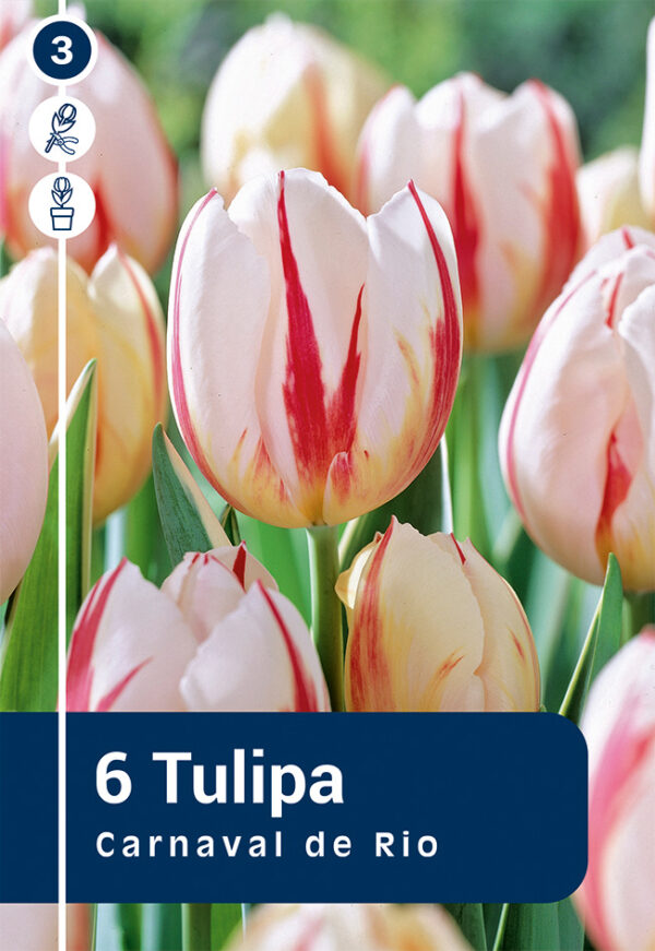 Tulp 'Carnaval De Rio' 6tk