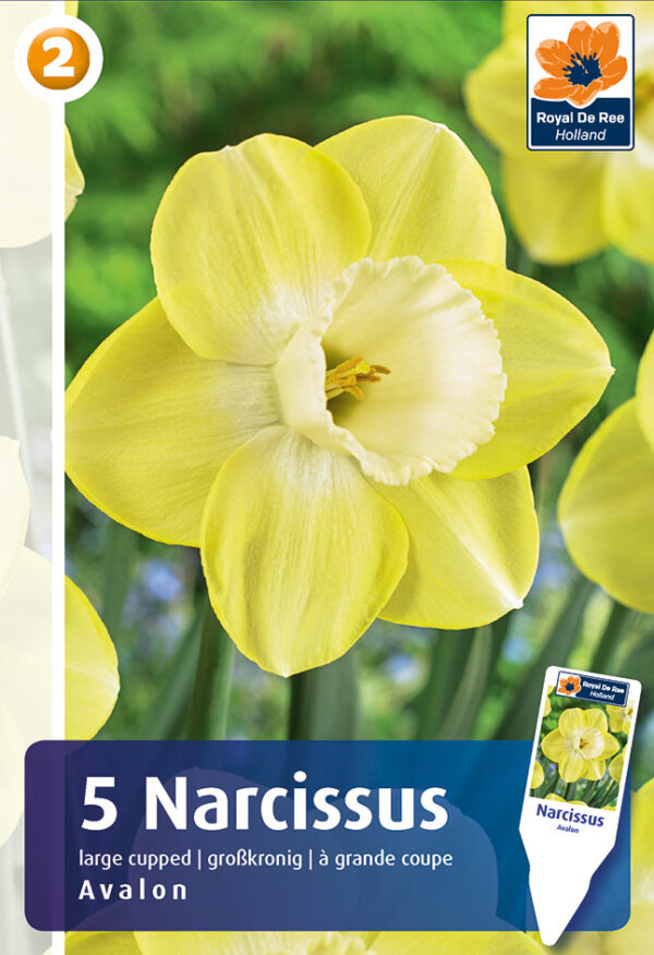 Nartsiss 'Avalon' 5tk