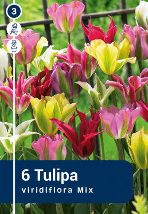 Rohelisekirjude segu tulp 6tk
