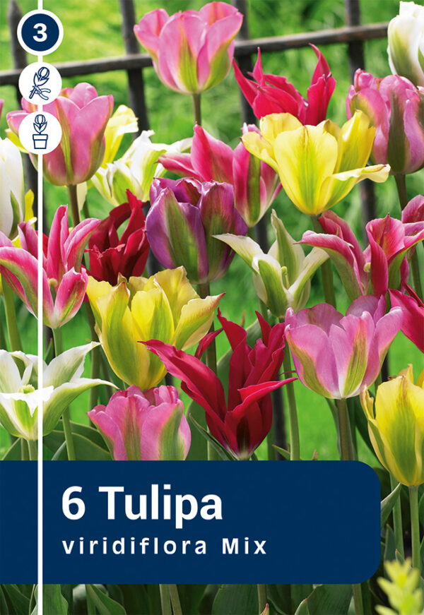 Rohelisekirjude segu tulp 6tk