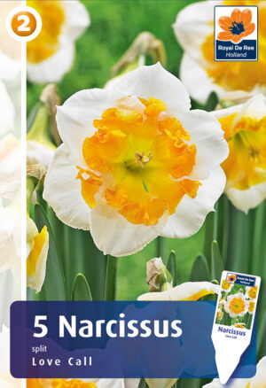Nartsiss ‘Love Call’ 5tk