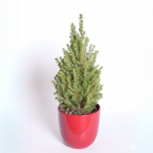 Kanada kuusk ‘Perfecta’ P15