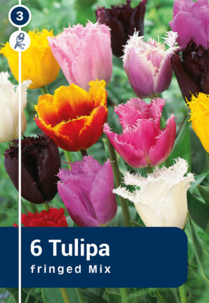 Tulp Fringed Mix 6tk