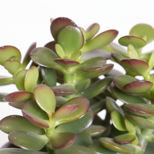 Portulak-turdleht 'Minor' P8,5