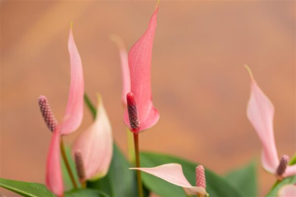 Flamingolill 'Lilli' P7