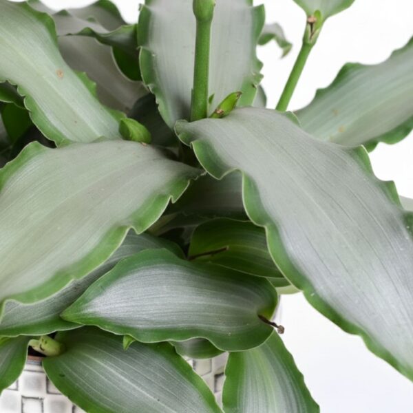 Kõluhabe 'Bright Star' P12