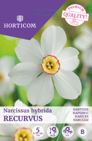 Nartsiss ‘Recurvus’ 5tk