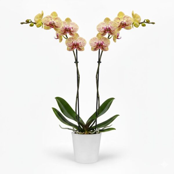 Kuuking 'Total Cool' P12 55cm 2 õievart