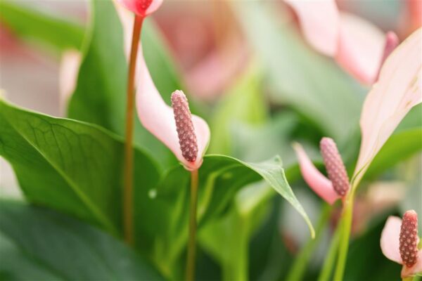 Flamingolill 'Lilli' P7