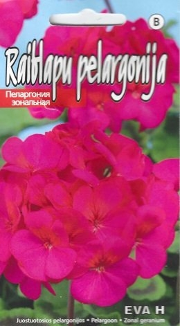 Viirpelargoon ‘Eva’ H 5s