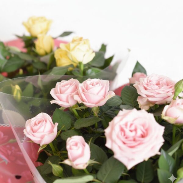 Potiroos P20 erinevad madalas potis