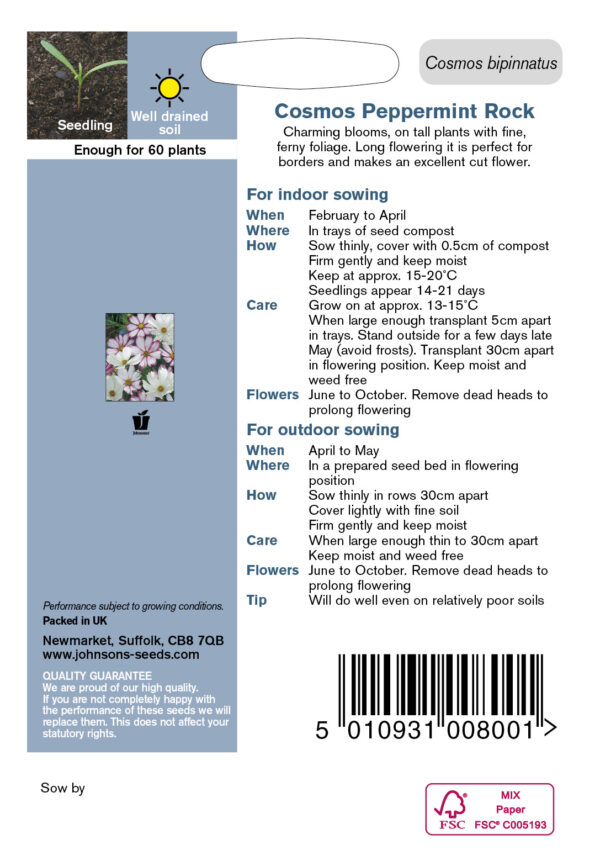 Kosmos 'Peppermint Rock' 60s