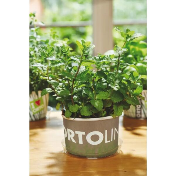 Piparmündi kasvatamise komplekt