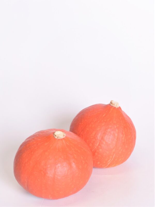 Hokkaido kõrvits 'Orange Summer' XS 1tk Eestis kasvatatud