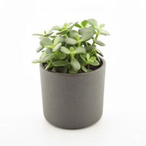 Portulak-turdleht ‘Minor’ P10,5