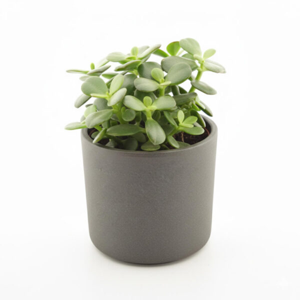 Portulak-turdleht 'Minor' P10,5