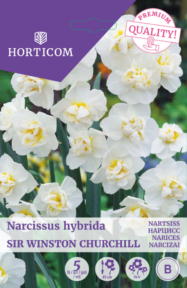 Nartsiss 'Sir Winston Churchill' 5tk