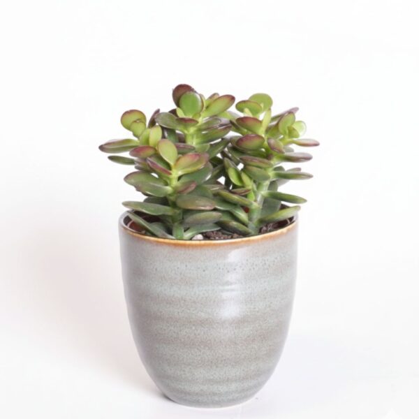 Portulak-turdleht 'Minor' P8,5