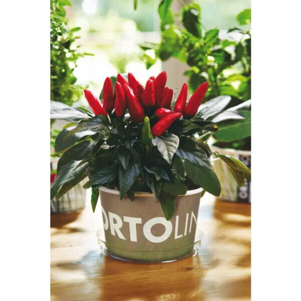 Tšillipipra kasvatamise komplekt