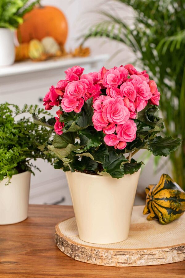 Roosbegoonia P14 erinevad