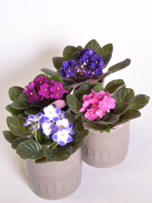 Säntpoolia P10 erinevad