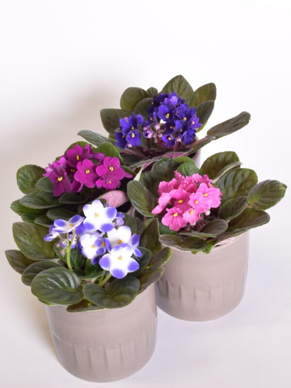 Säntpoolia P10 erinevad