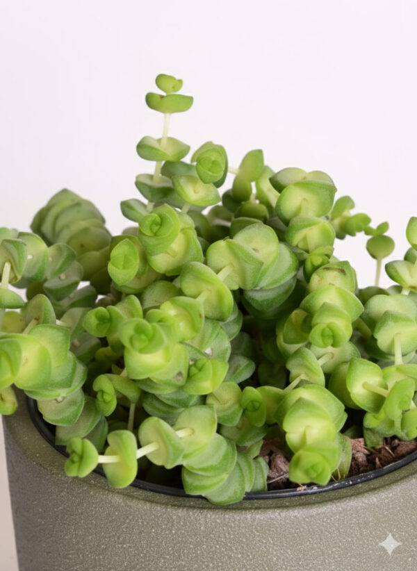 Kalju-turdleht 'Hottentot' P9