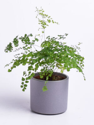 Talbjas adiantum ‘Fragrans’ P12