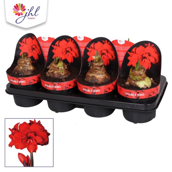 Ratsuritäht 'Double King' P14 2õievart