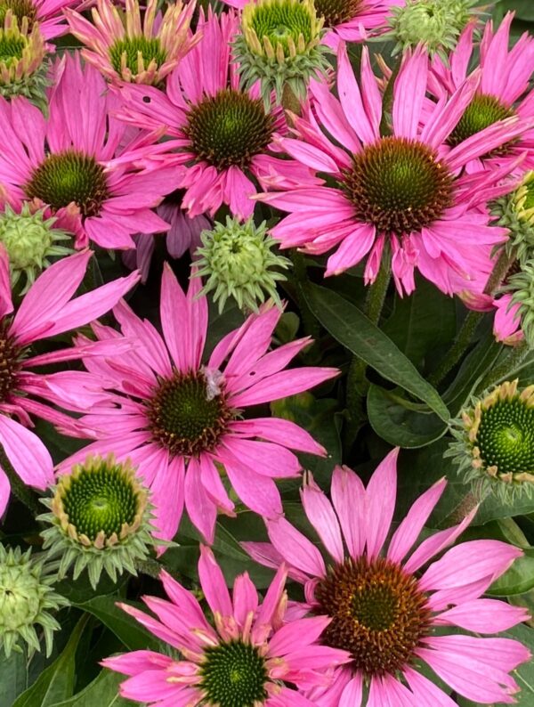 Punane siilkübar 'SunSeekers Bubblelicious' P19 Eestis kasvatatud