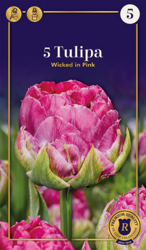 Tulp ‘Wincked in Pink’ 5tk