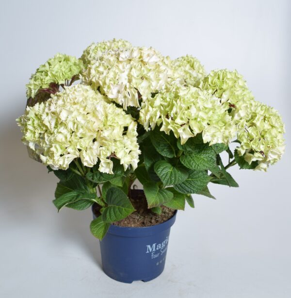Suurelehine hortensia 'Wudu' P23