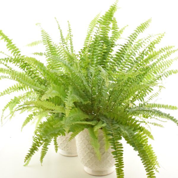 Kõrge nefroleep 'Green Lady' P14