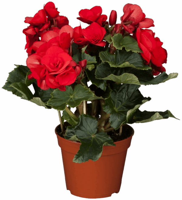 Roosbegoonia P14 erinevad